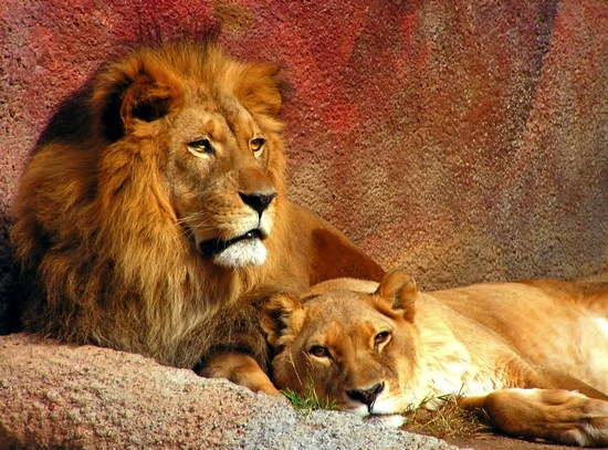 lion-1