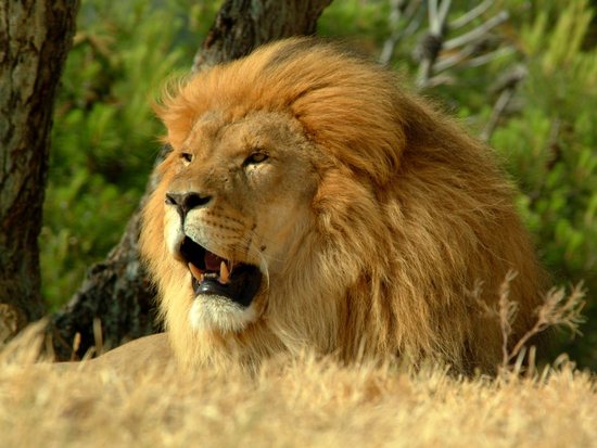 lion-3
